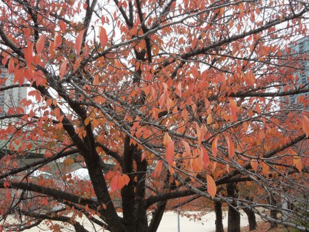 紅葉（さくら）